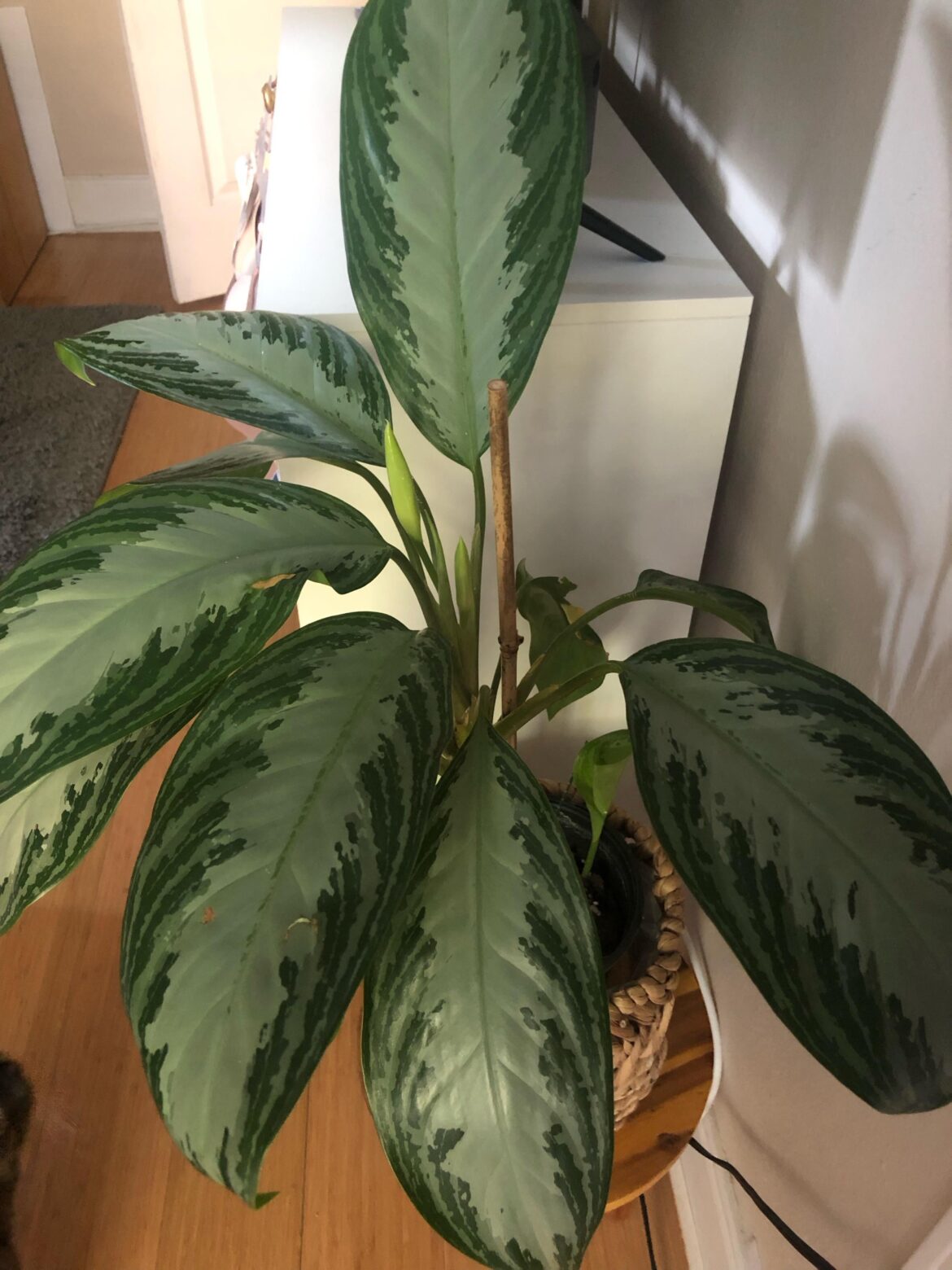 I didn’t know dieffenbachia bloom!