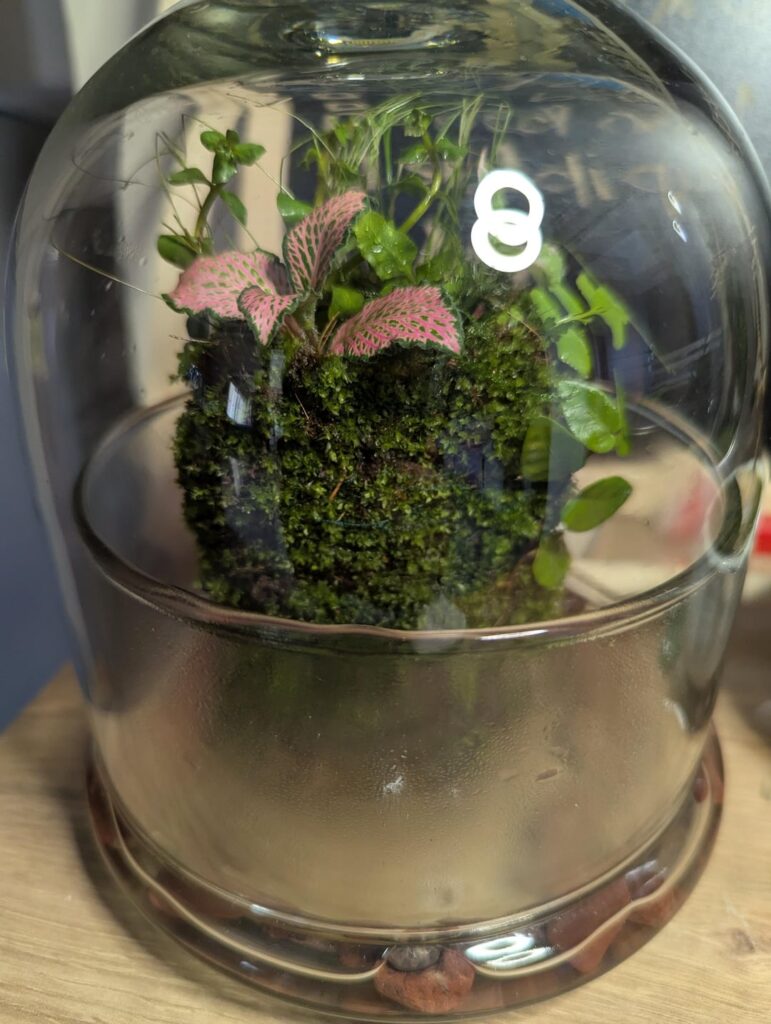 Moss cube