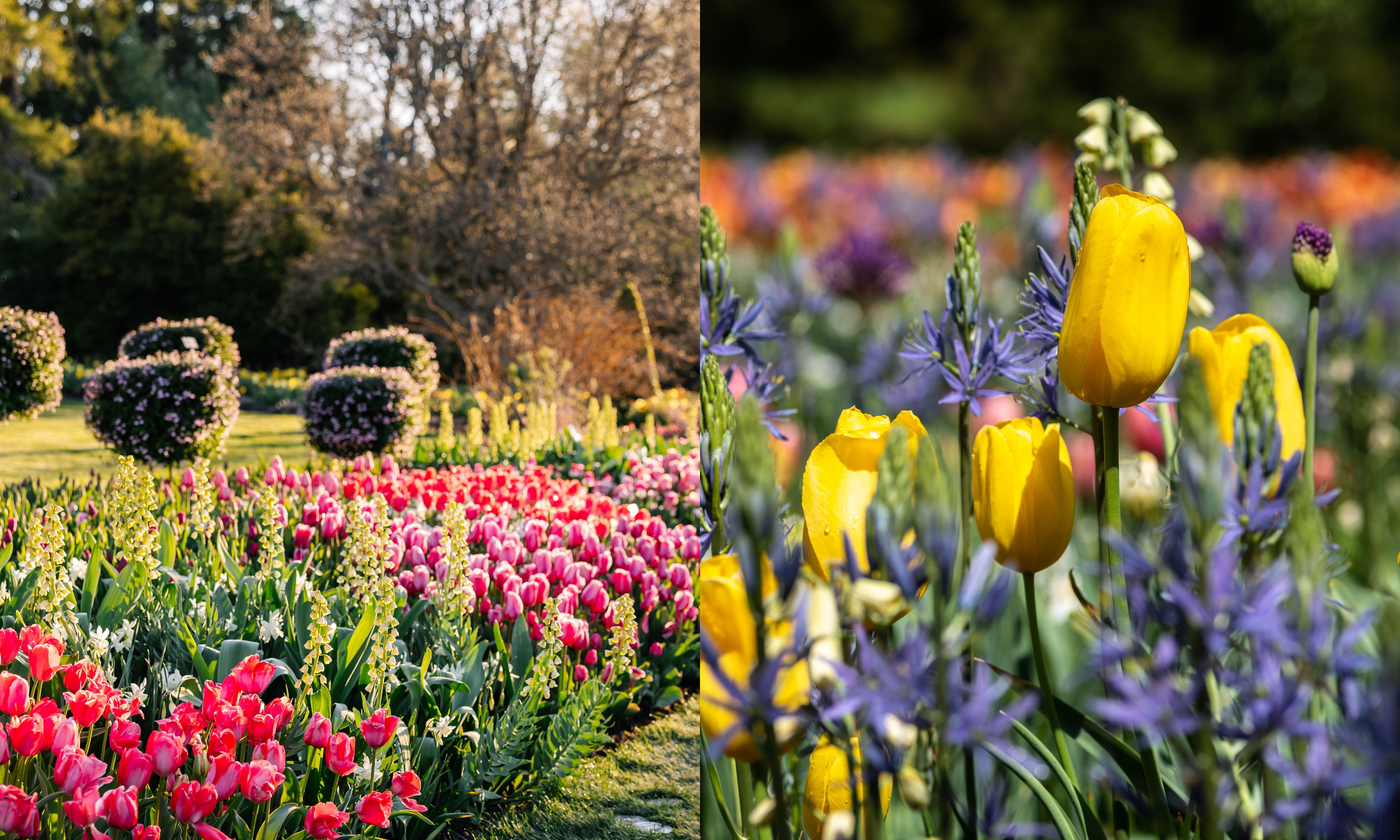Spring bulbs at Longwood Gardens