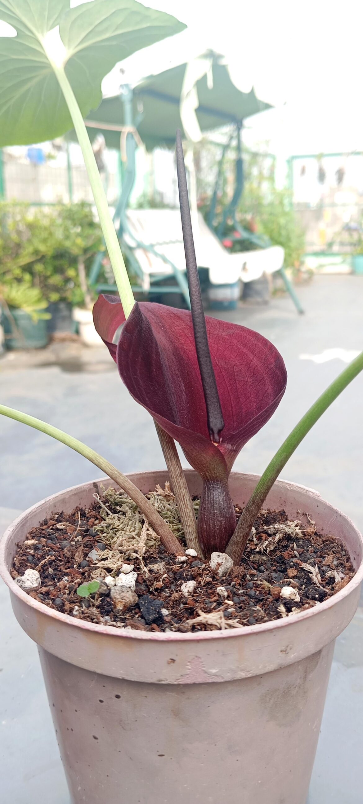 My first aroid flower! And it stinks