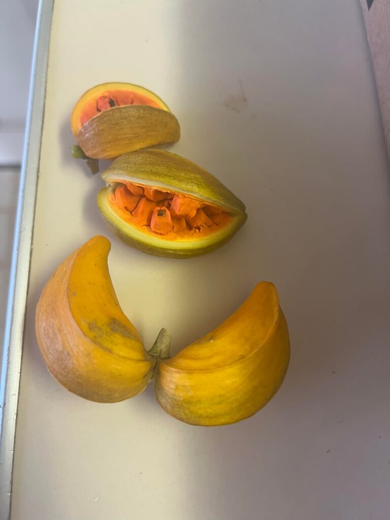 Found in the Jungle in Hawaii - Are these edible?
