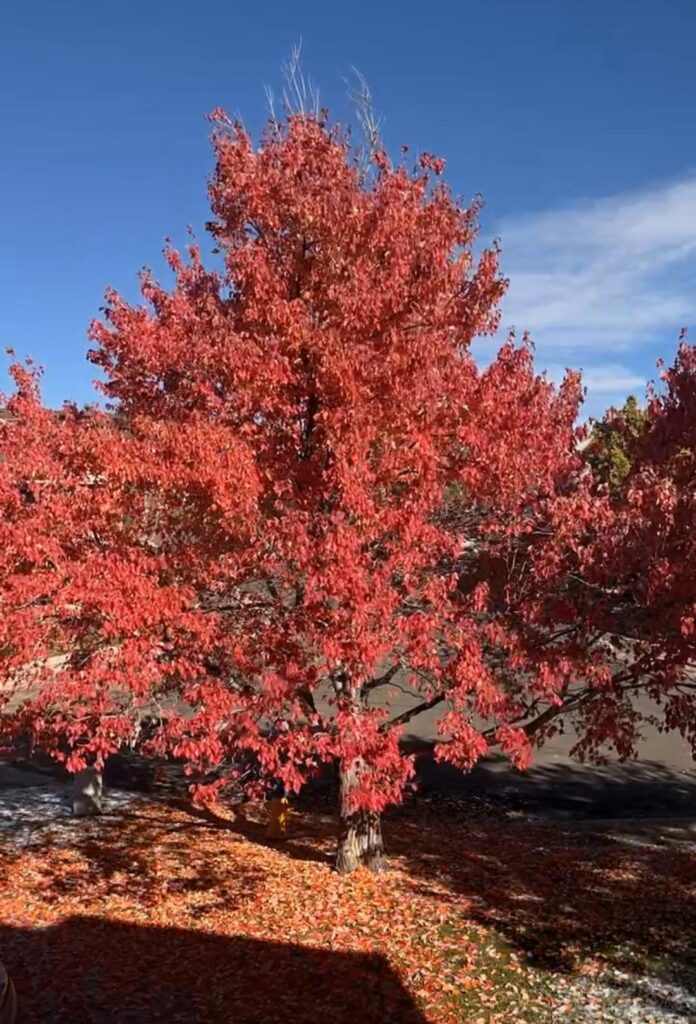 How to keep this tree alive