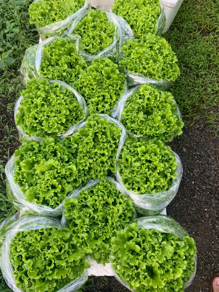 Harvest again