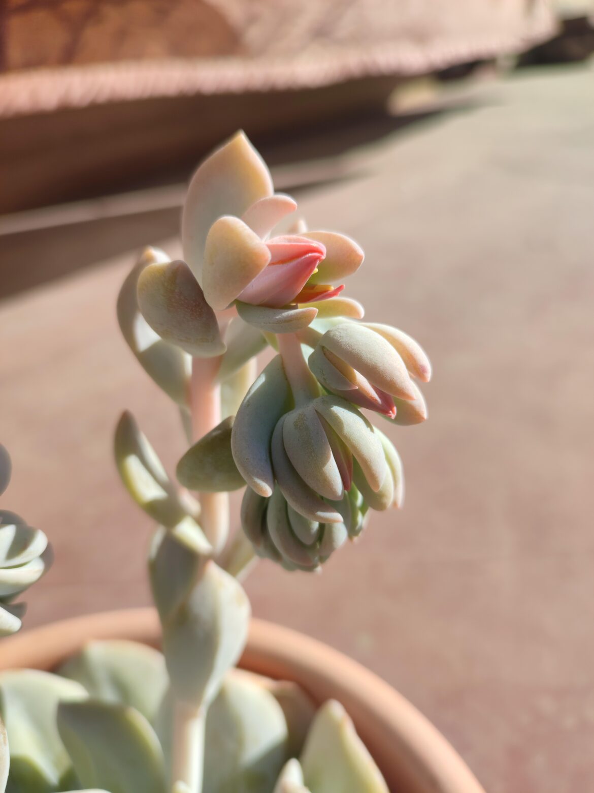 E. Exotic flower