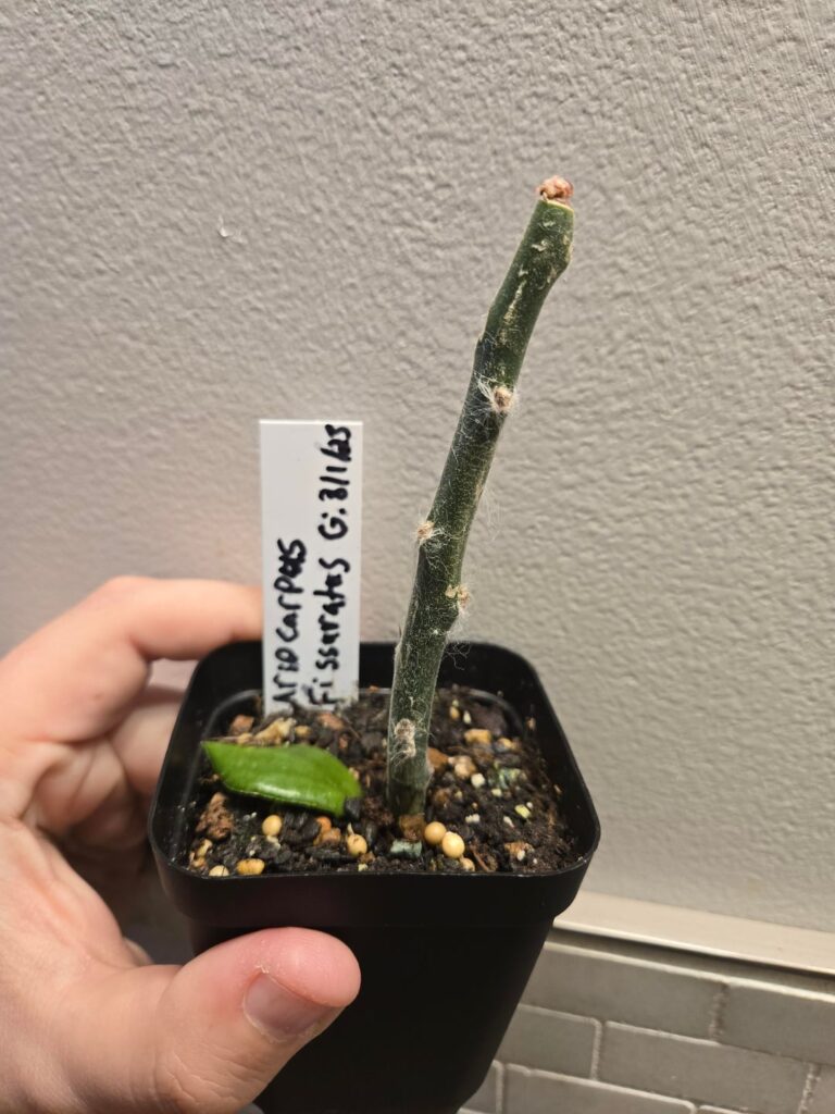 My booger graft