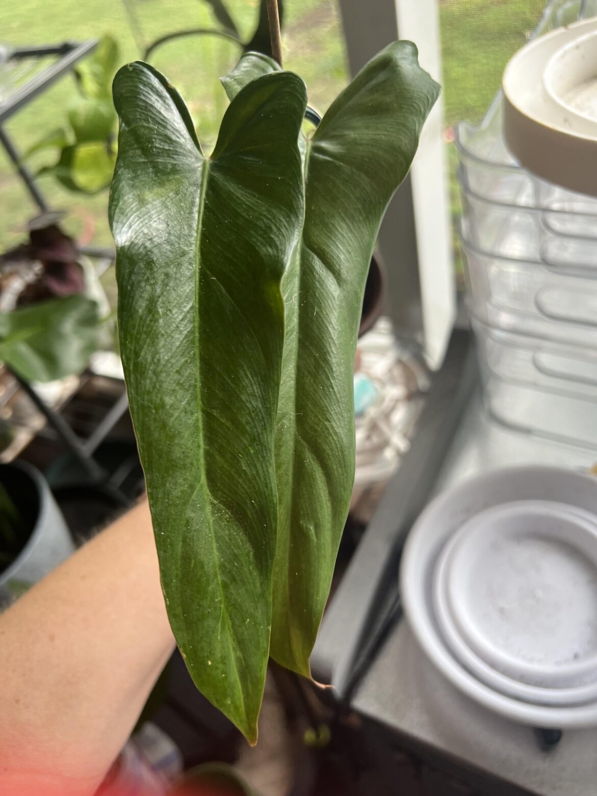 ID Help Please