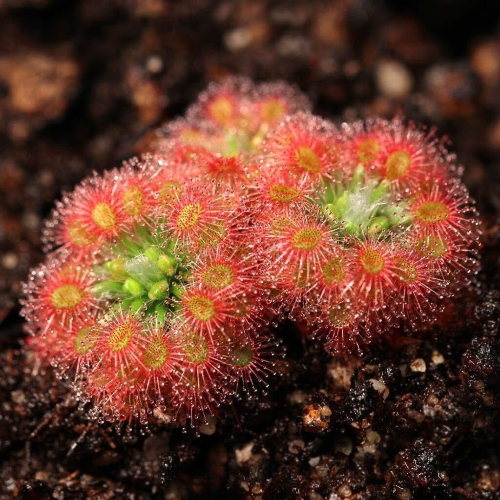 Drosera ‘Dork’s Pink’ 🤗
