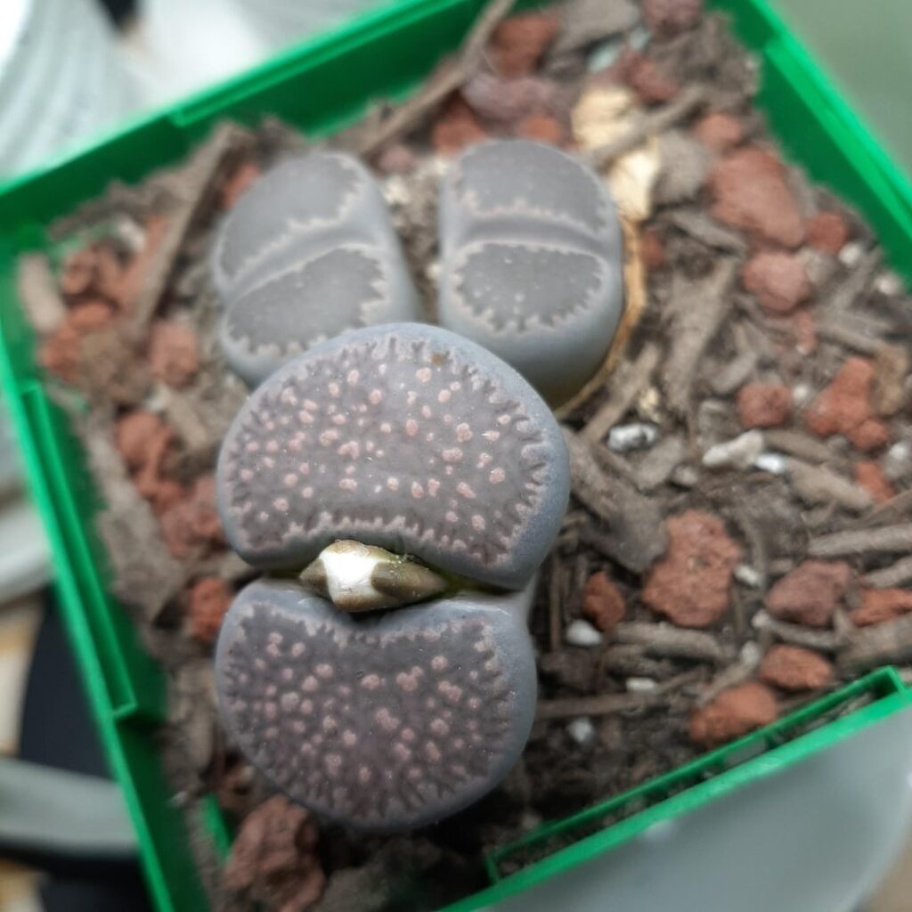 New to lithops New to lithops