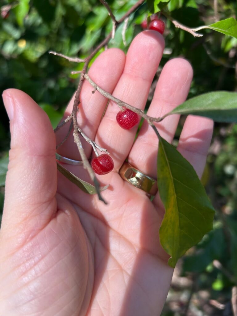 Help Identifying :) Help Identifying :)