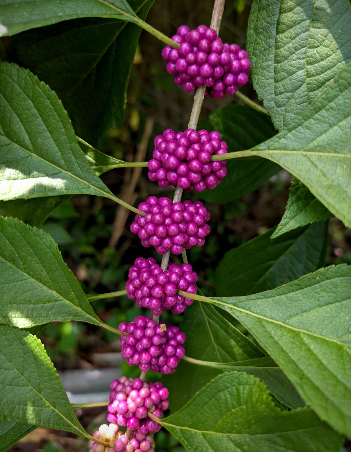 American beautyberry, Callicarpa americana.