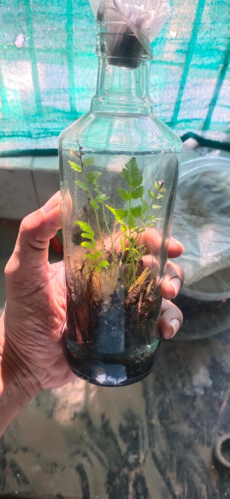 4.5 years old Bottle Terrarium