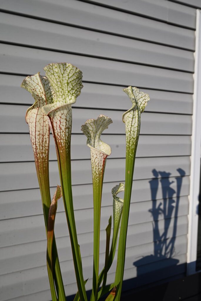 S. leucophylla Hurricane Creek White clone E from Baldwin Co, AL