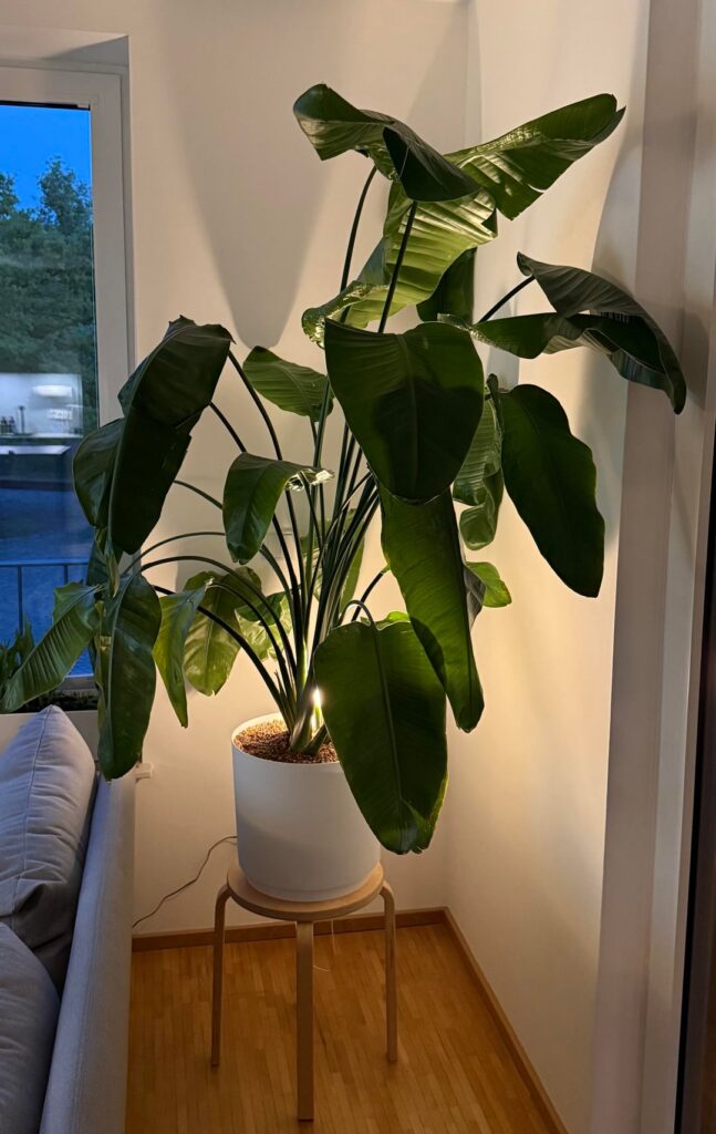 Thought I share my Strelitzia Nicolai and how big it grew after 4 years 😊