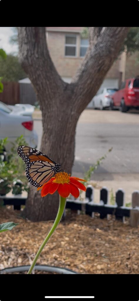 Monarchs reaching Texas (September 13, 2025)
