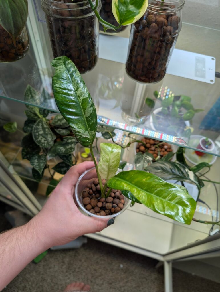 Epipremnum Giganteum Marble (I think) Epipremnum Giganteum Marble (I think)