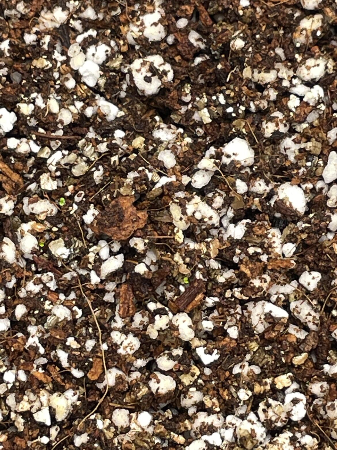 11 days later and we have.. sprouts!