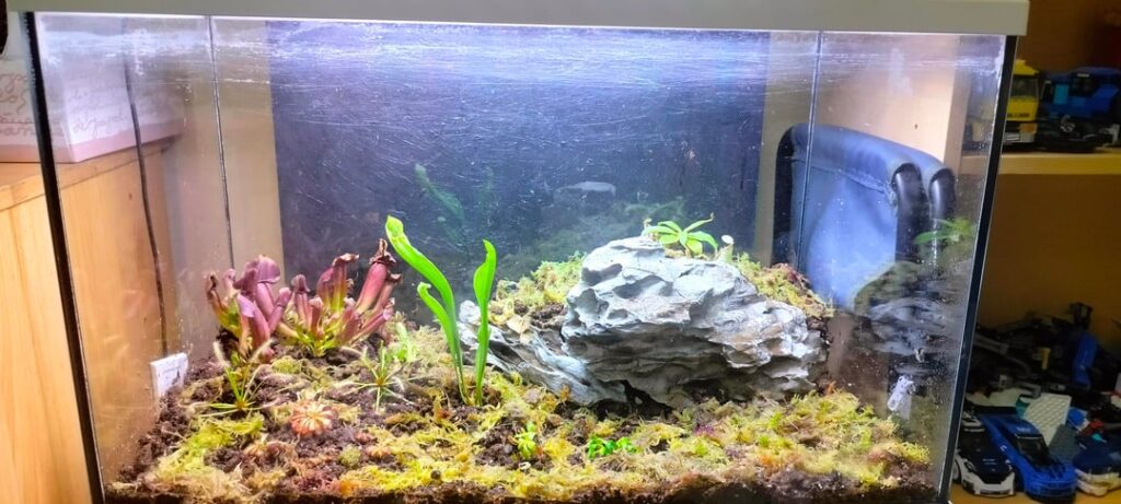 6 months of terrarium.