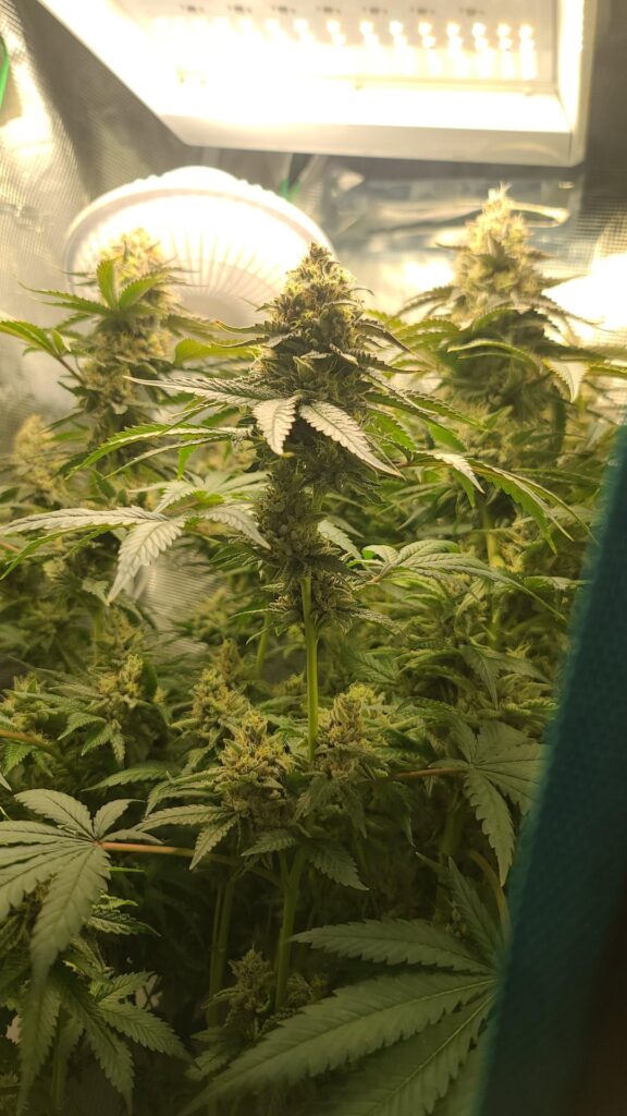 First grow that doesn't look like ass.