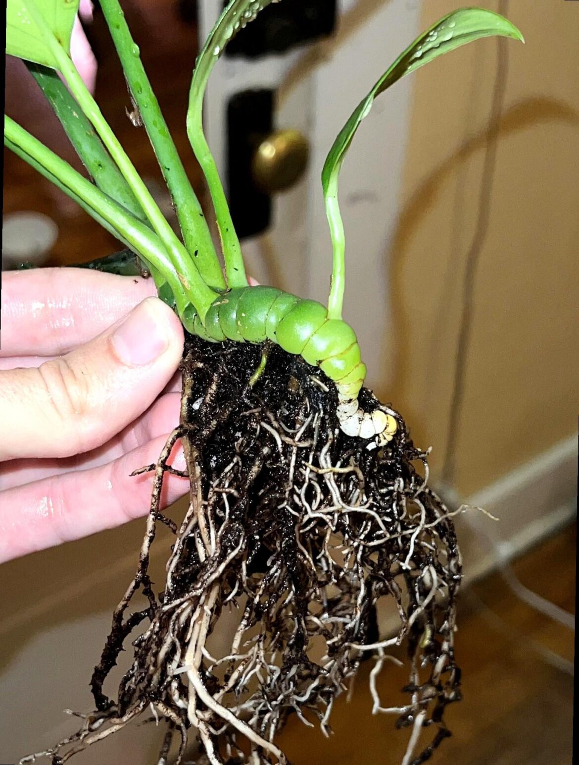 Does anyone else find this Rhaphidophora rhizome cute?