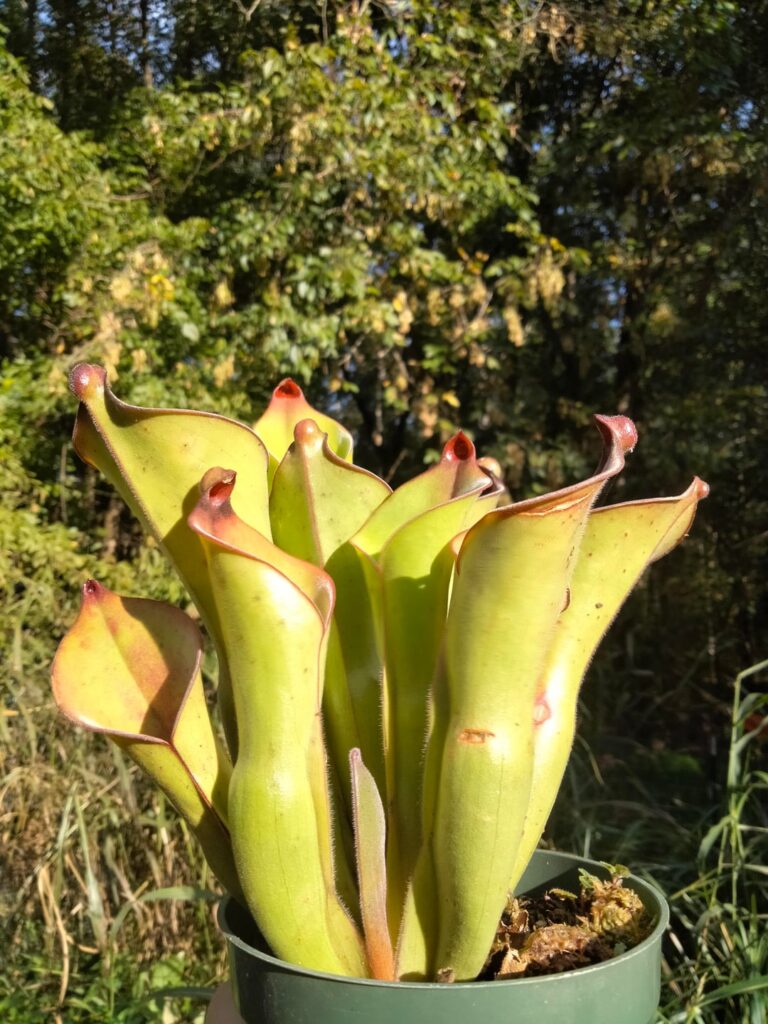 Heliamphora uncinata