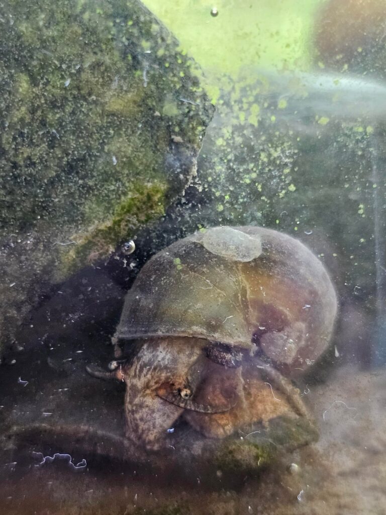 Snail Problems Snail Problems