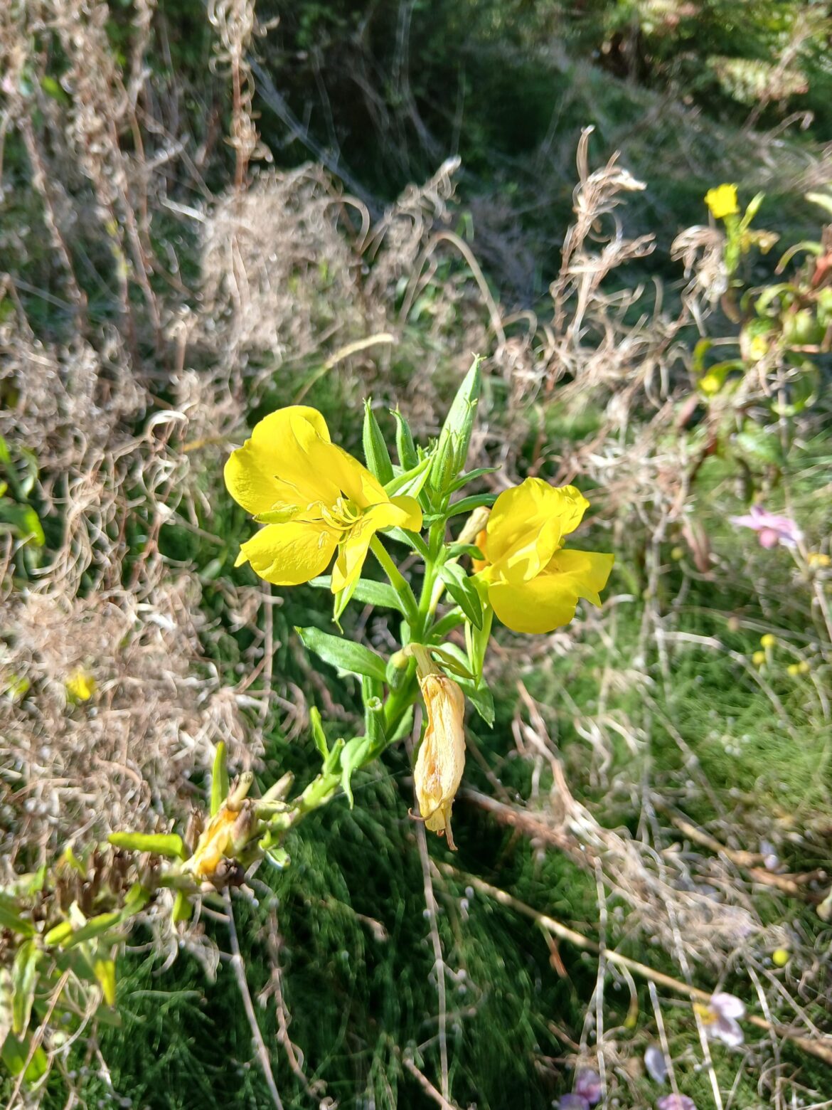 Plant in grandparents garden