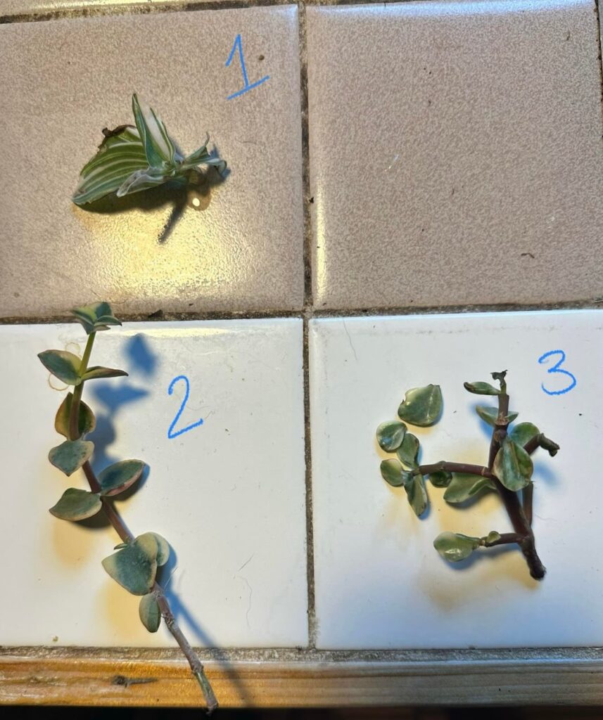 Floor score help, please!