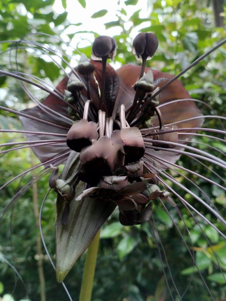 A flower from another planet 👽