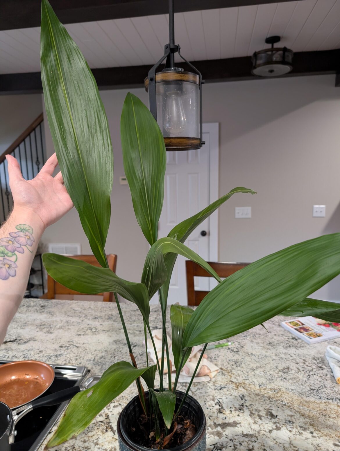 Who else is obsessed with large leaves?