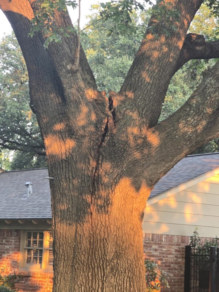 Neighbors tree literally splitting down the middle…