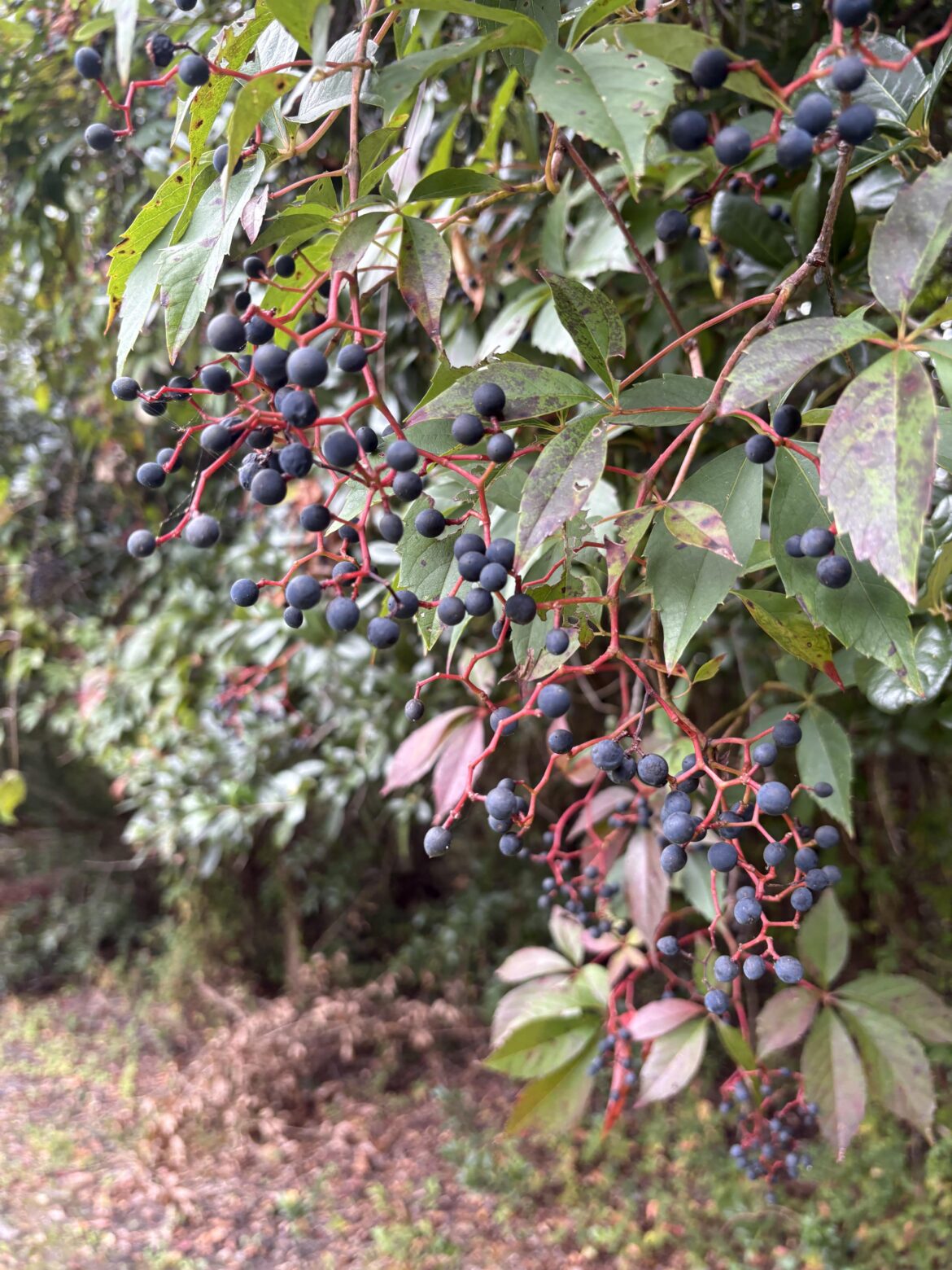 Berry Identification