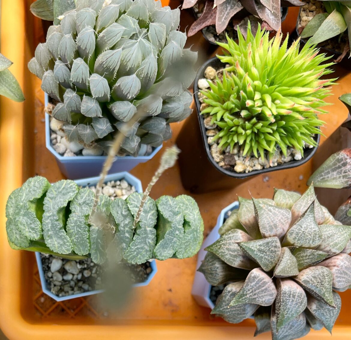 truncata comin' at ya