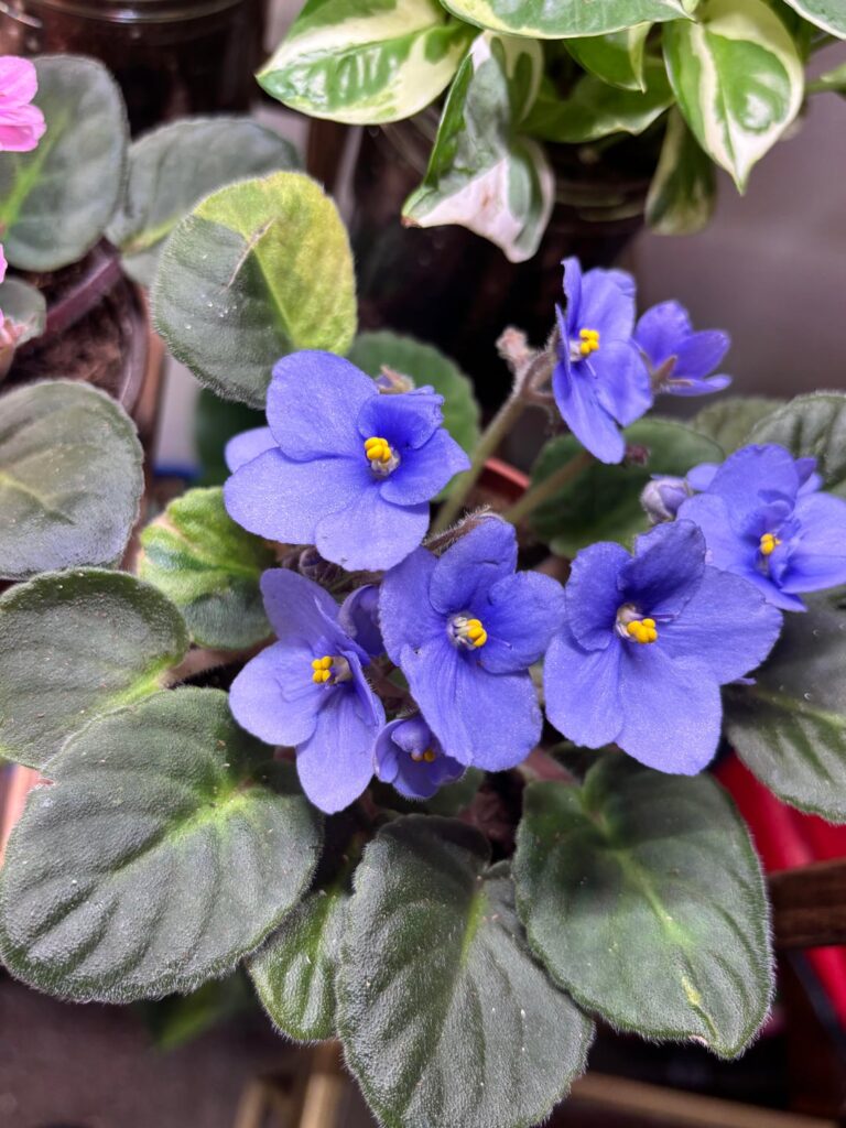 Beautiful and variegated beauty! 😍😍😍😍