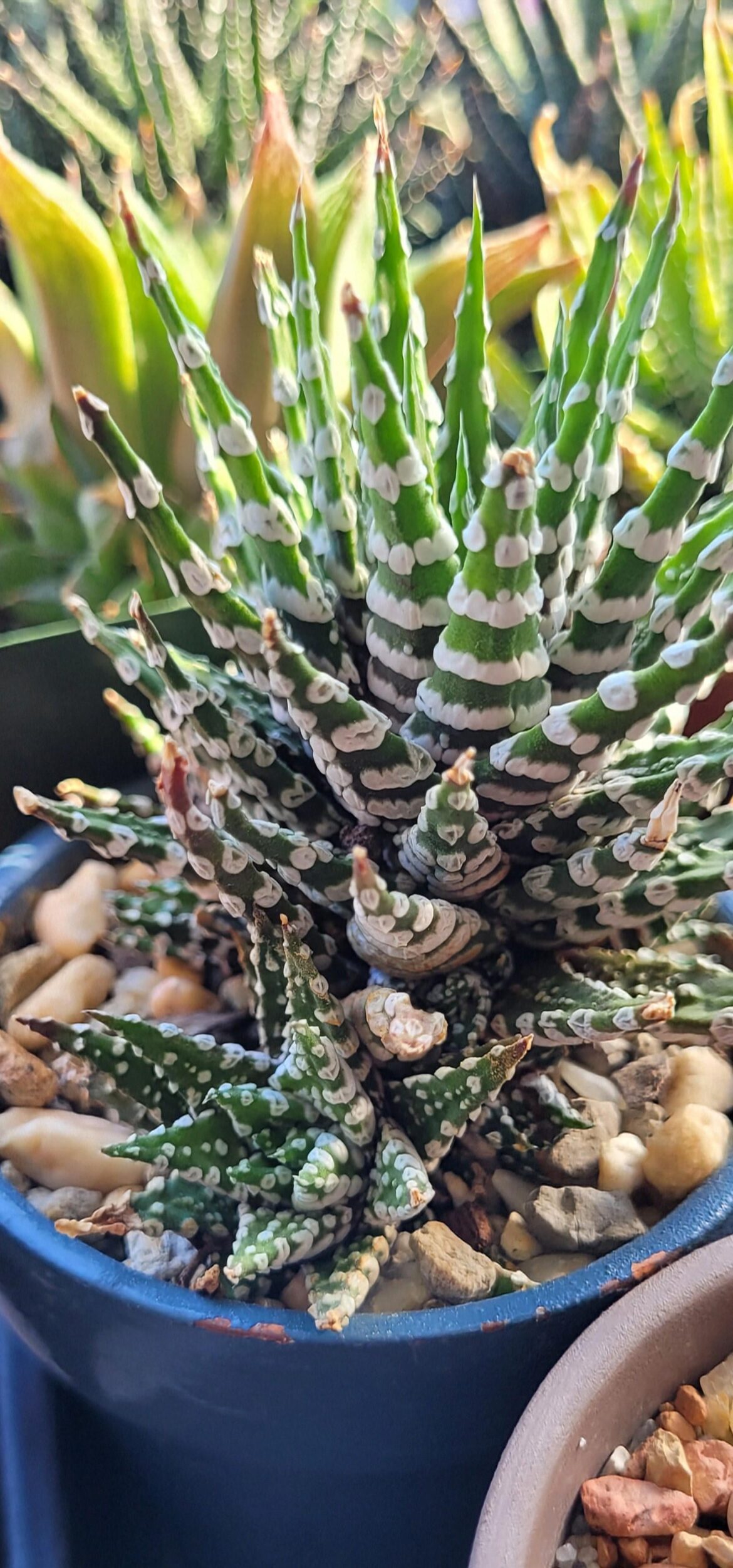H.attenuata Bones with donuts. Is this normal for this plant?