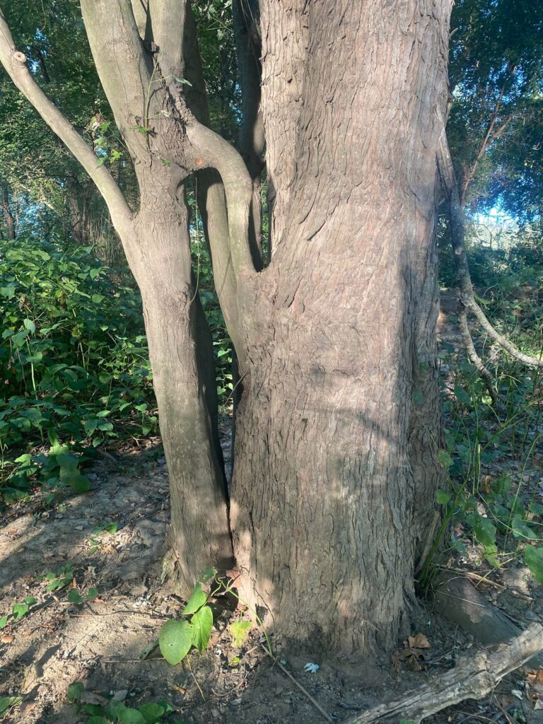Why are these trees shaking hands?