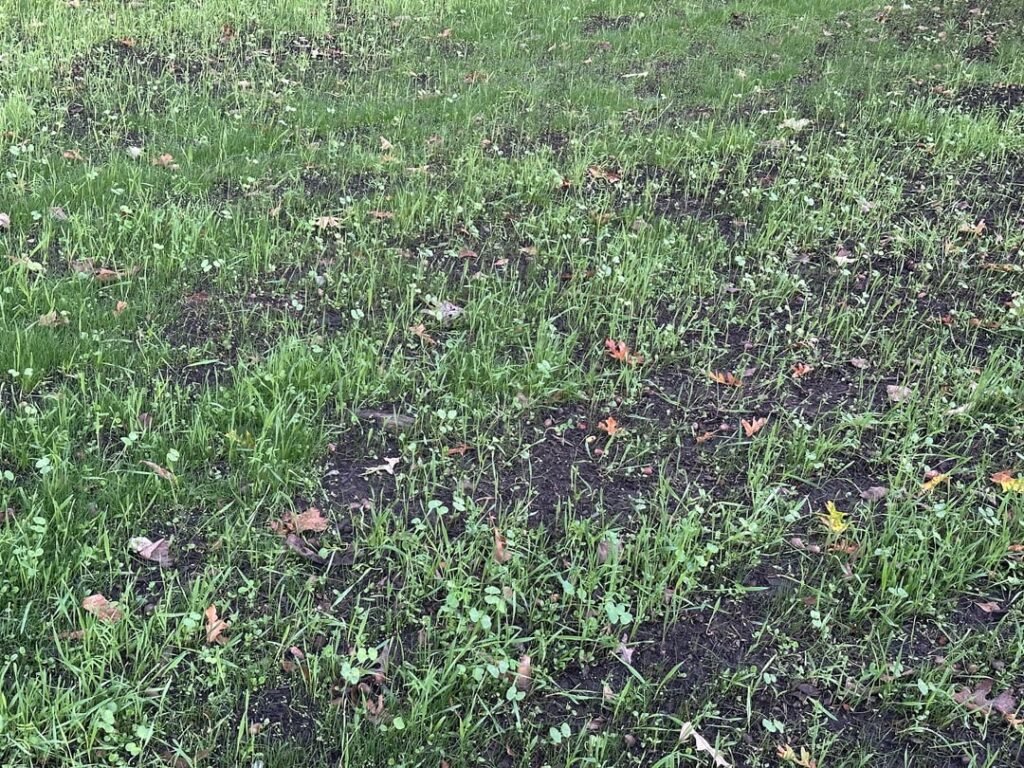 So excited to see my cover crop coming in! Most of what you see here is rye, radish, and clover. Would you cut it or spread more seed or do anything?