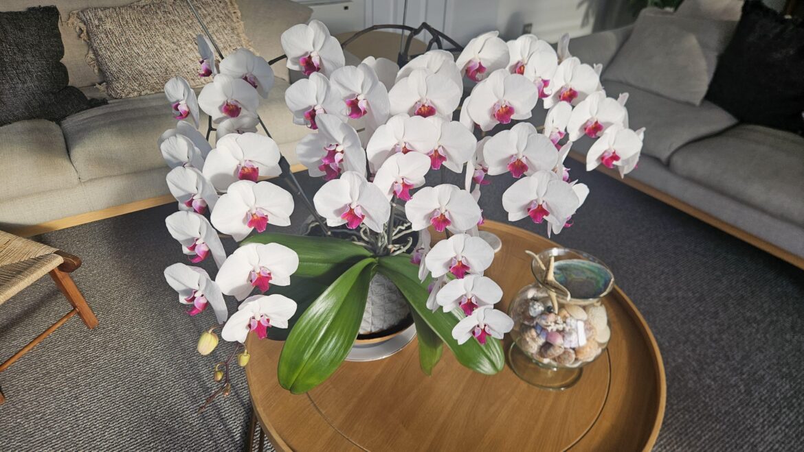 Love coming into see my Phalaenopsis each morning