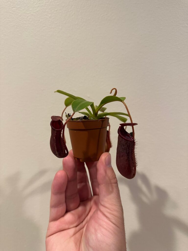 What am I?