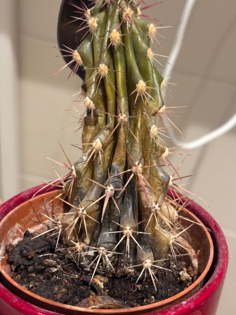 How to save important cactus?