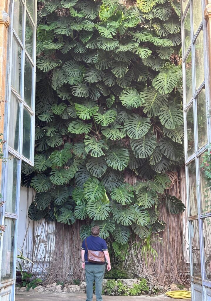 What would you do with these aerial roots?