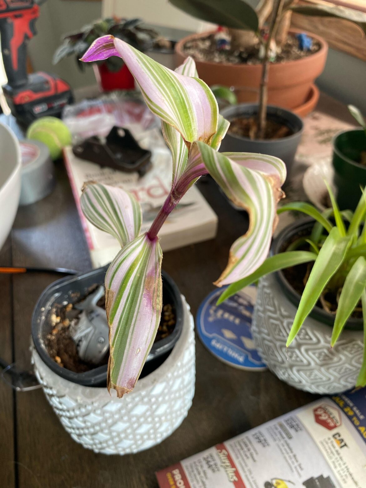 Inch plant brown spots, am i overwatering?