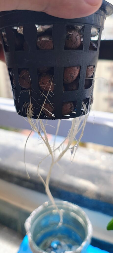 Stem rotting from base