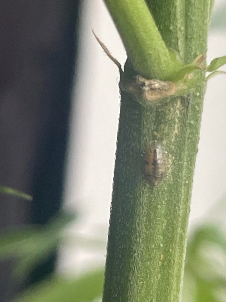 What is this pls I am crying What is this pls I am crying