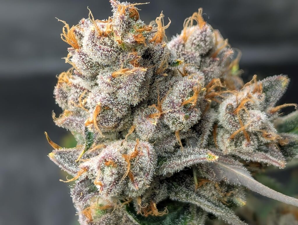 Mendo Breath DWC Mendo Breath DWC