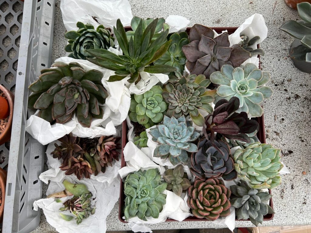 Got plant mail today!