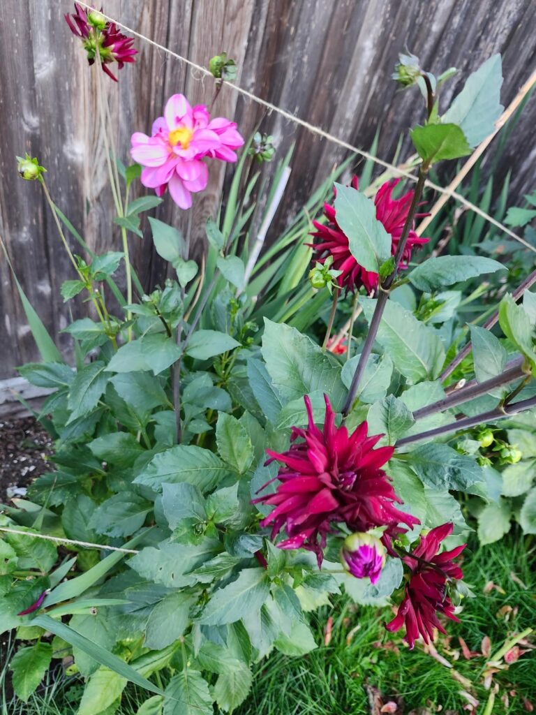 Dahlias: different flowers on the same plant?