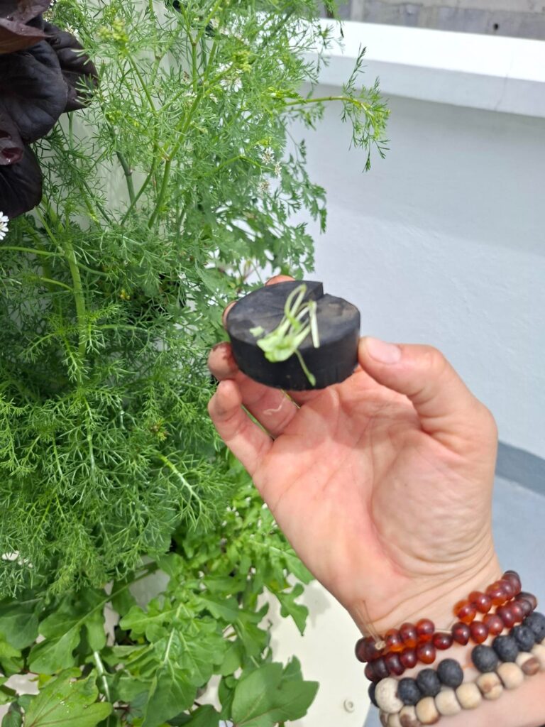 Why are these cloning collars killing my seedlings? Why are these cloning collars killing my seedlings?