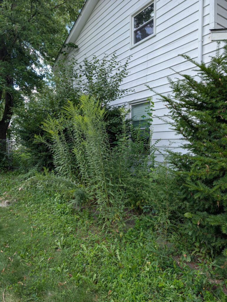 Before and after - can't wait to start fresh in this side bed with new natives this weekend