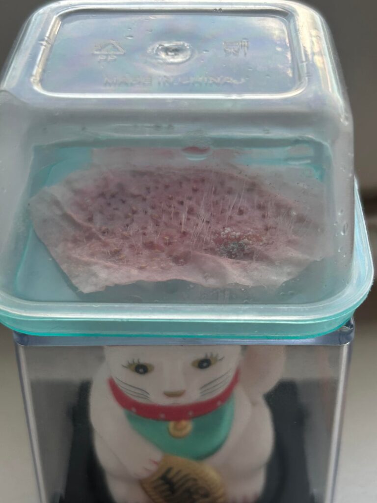 what is happening to my strawberry seeds?