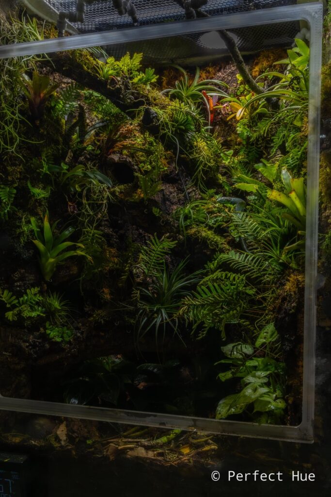 Abronia aurita enclosure